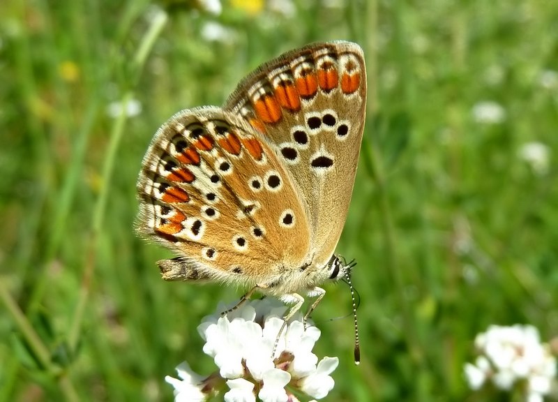ci si sbaglia facilmente...